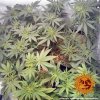 Barney´s Farm Widow Remedy regulérní (Balení 10 ks)