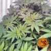 Barney´s Farm Widow Remedy regulérní (Balení 10 ks)
