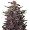 Buddha Seeds Buddha Purple Kush feminizovaná autoflowering (Balení 5 ks)