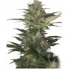 Buddha Seeds Red Dwarf feminizovaná autoflowering (Balení 5 ks)