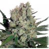 Buddha Seeds Syrup feminizovaná autoflowering (Balení 5 ks)