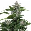 Buddha Seeds White Dwarf feminizovaná autoflowering (Balení 5 ks)