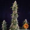 Barney´s Farm Watermelon Zkittlez Auto feminized autoflowering (Balení 5 ks)