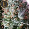 Blimburn Seeds Green Crack, feminizovaná semena konopí