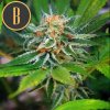 Blimburn Seeds Green Crack feminizovaná (Balení 9 ks)