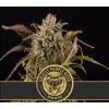 Blimburn Seeds Grizzly Purple Kush feminizovaná (Balení 9 ks)