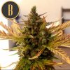 Blimburn Seeds Grizzly Purple Kush feminizovaná (Balení 9 ks)