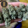 Blimburn Seeds Grizzly Purple Kush feminizovaná (Balení 9 ks)