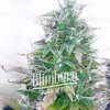 Blimburn Seeds Northern Auto feminizovaná autoflowering (Balení 9 ks)