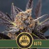 Blimburn Seeds Tangie Auto feminizovaná autoflowering (Balení 9 ks)