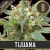 Blimburn Seeds Tijuana feminizovaná (Balení 9 ks)