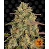 Barney´s Farm Amnesia Lemon, feminizovaná (Balení 5 ks)