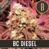 Blimburn Seeds BC Diesel feminizovaná (Balení 9 ks)