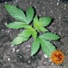 Barney´s Farm CBD Critical Cure feminizovaná (Balení 5 ks)