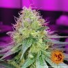 Barney´s Farm CBD Critical Cure feminizovaná (Balení 5 ks)