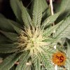 Barney´s Farm CBD Critical Cure feminizovaná (Balení 5 ks)