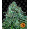 Barney´s Farm Critical Kush feminizovaná (Balení 5 ks)