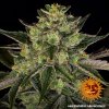Barney´s Farm Gorilla Zkittlez feminizovaná (Balení 5 ks)