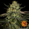 Barney´s Farm Gorilla Zkittlez feminizovaná (Balení 5 ks)