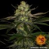 Barney´s Farm Gorilla Zkittlez feminizovaná (Balení 5 ks)
