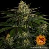 Barney´s Farm Gorilla Zkittlez feminizovaná (Balení 5 ks)