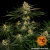 Barney´s Farm Gorilla Zkittlez feminizovaná (Balení 5 ks)