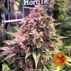 Barney´s Farm Gorilla Zkittlez, feminizovaná semena konopí