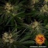 Barney´s Farm Gorilla Zkittlez feminizovaná (Balení 5 ks)