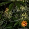 Barney´s Farm Gorilla Zkittlez feminizovaná (Balení 5 ks)