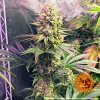 Barney´s Farm Gorilla Zkittlez, feminizovaná semena konopí