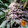 Barney´s Farm Gorilla Zkittlez, feminizovaná semena konopí