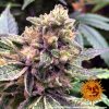 Barney´s Farm Gorilla Zkittlez, feminizovaná semena konopí