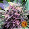 Barney´s Farm Gorilla Zkittlez, feminizovaná semena konopí