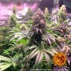 Barney´s Farm Gorilla Zkittlez, feminizovaná semena konopí