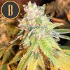 Blimburn Seeds Black Mamba CBD, feminizovaná semena konopí