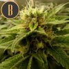 Blimburn Seeds Black Mamba CBD, feminizovaná semena konopí