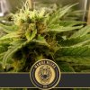 Blimburn Seeds Black Mamba CBD, feminizovaná semena konopí