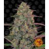 Barney´s Farm Pineapple Chunk feminizovaná (Balení 5 ks)