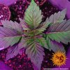 Barney´s Farm Pineapple Express Auto feminizovaná autoflowering (Balení 5 ks)