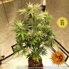 Barney´s Farm Pineapple Express Auto feminizovaná autoflowering (Balení 5 ks)