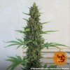 Barney´s Farm Pineapple Express Auto feminizovaná autoflowering (Balení 5 ks)