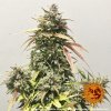 Barney´s Farm Pineapple Express Auto feminizovaná autoflowering (Balení 5 ks)