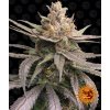 Barney´s Farm Red Dragon, feminizovaná semena konopí