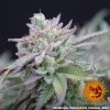 Barney´s Farm Red Dragon, feminizovaná semena konopí
