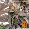 Barney´s Farm Red Dragon, feminizovaná semena konopí