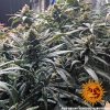Barney´s Farm Red Dragon, feminizovaná semena konopí
