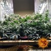 Barney´s Farm Red Dragon, feminizovaná semena konopí