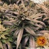 Barney´s Farm Red Dragon, feminizovaná semena konopí