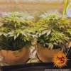 Barney´s Farm Red Dragon, feminizovaná semena konopí