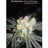 54718 cbd crew cbd medihaze feminizovana